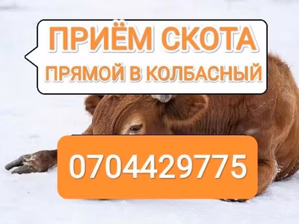 Бұқа, Ірі қара — Қырғызстан