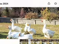 Geese — photo 3