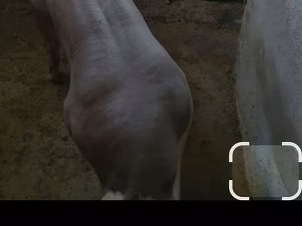 Verro, Cerdos