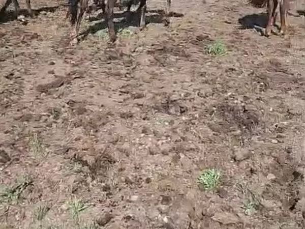 Бие, Horse breed