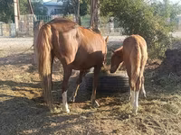 Mare, Horses — photo 4