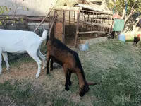 母山羊, Saanen goat — 照片 5