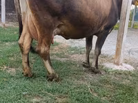 Cow, Cattle — photo 3