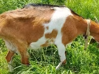 عنزة, Saanen goat — الصورة 3