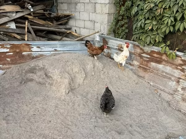 Chickens — Қырғызстан
