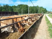 Vaca, Raza Jersey — foto 4