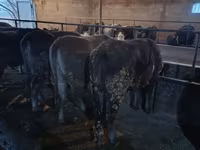 Сиыр, Swiss cattle — 7-сурет