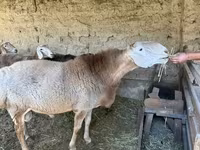 Ram, Hissar sheep — photo 2