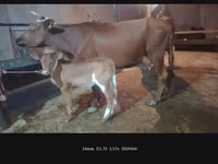 Cow, Cattle — photo 3