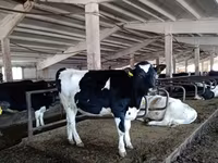 ثور, Russian Black pied cattle — الصورة 4