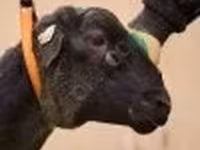 كبش, Dorper sheep — الصورة 2