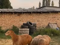 Қошқар, Hissar sheep — 2-сурет