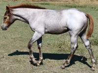 Stute, Quarter Horse — Foto 6