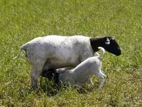 Ram, Dorper sheep — photo 3