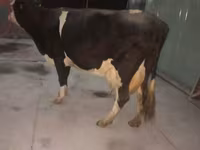 Cow, Holstein breed — photo 4