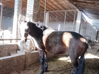 Horse (M), Horses — photo 3