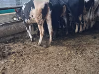 Cow, Swiss cattle — photo 3