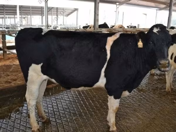 Cow, Holstein breed