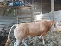 Бұқа, Blonde d’Aquitane cattle — 2-сурет