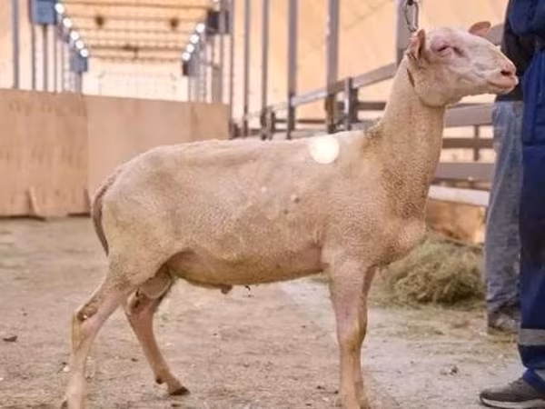Қошқар, East Friesian Dairy sheep