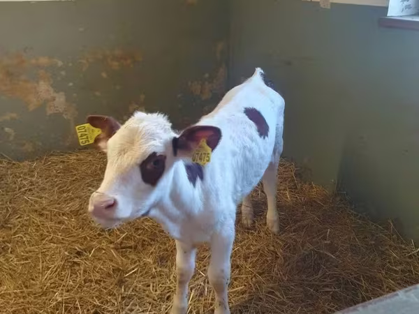 بقرة, Simmental cattle