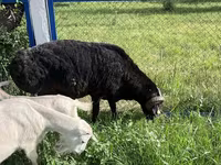 Billy Goat, Goats — photo 3