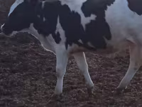 Bull, Holstein breed — photo 2