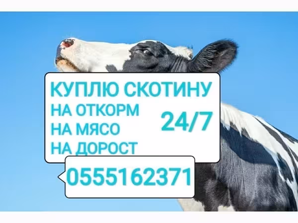 Бұқа, Ірі қара — Қырғызстан