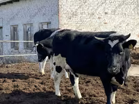 गाय, Russian Black pied cattle — फ़ोटो 5
