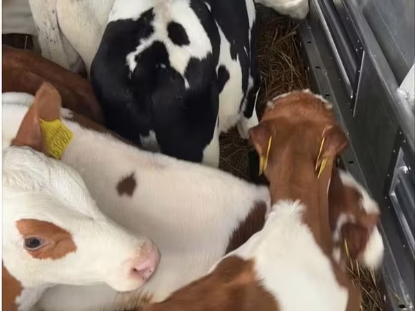 公牛, Simmental cattle