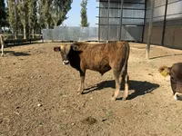 सांड, अलाताऊ नस्ल — फ़ोटो 4