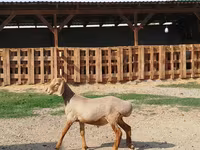 Ram, Edilbay sheep — photo 3