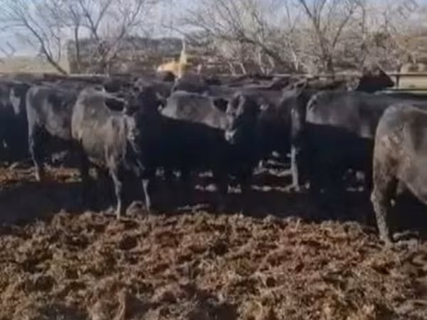 Cow, Aberdeen-Angus