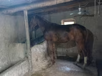 घोड़ा, Thoroughbred horse — फ़ोटो 1