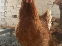 Chickens — Foto 3