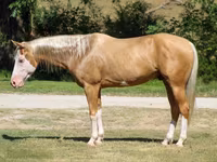 Hengst, Palomino — Foto 1