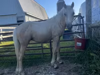 Hengst, Palomino — Foto 2