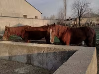 Caballo, Caballos — foto 2