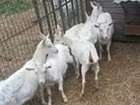 母山羊, Saanen goat — 照片 1