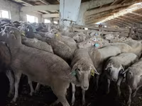 Oveja, Kuibyshev sheep — foto 1
