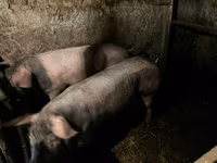 Sow, Pigs — photo 2