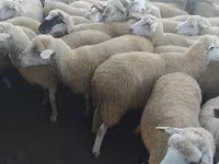 Sheep, Sheep — photo 2