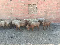Ram, Arashan sheep — photo 5