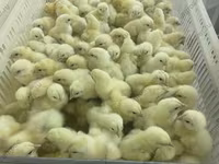 Chickens — 6-сурет
