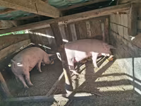 Säue, Schweine — Foto 1