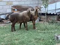 Schaf, Arashan sheep — Foto 6