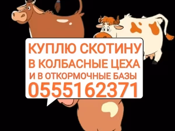 Бык, Коровы