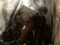 Бие, Жылқылар — 6-сурет