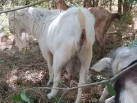 تيس, LaMancha goats — الصورة 2