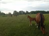 Yegua, Trakehner — foto 5